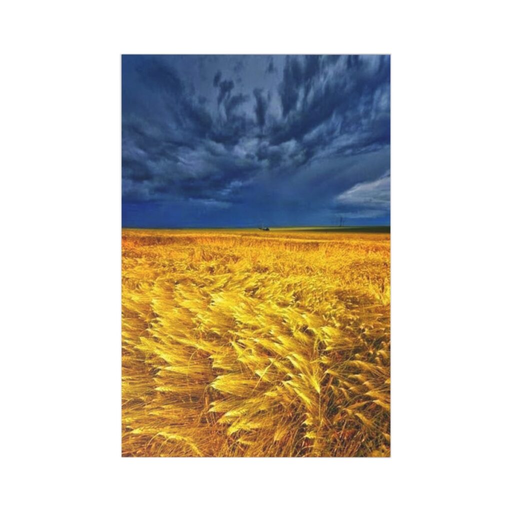 postcards “Ukrainian Wheat”