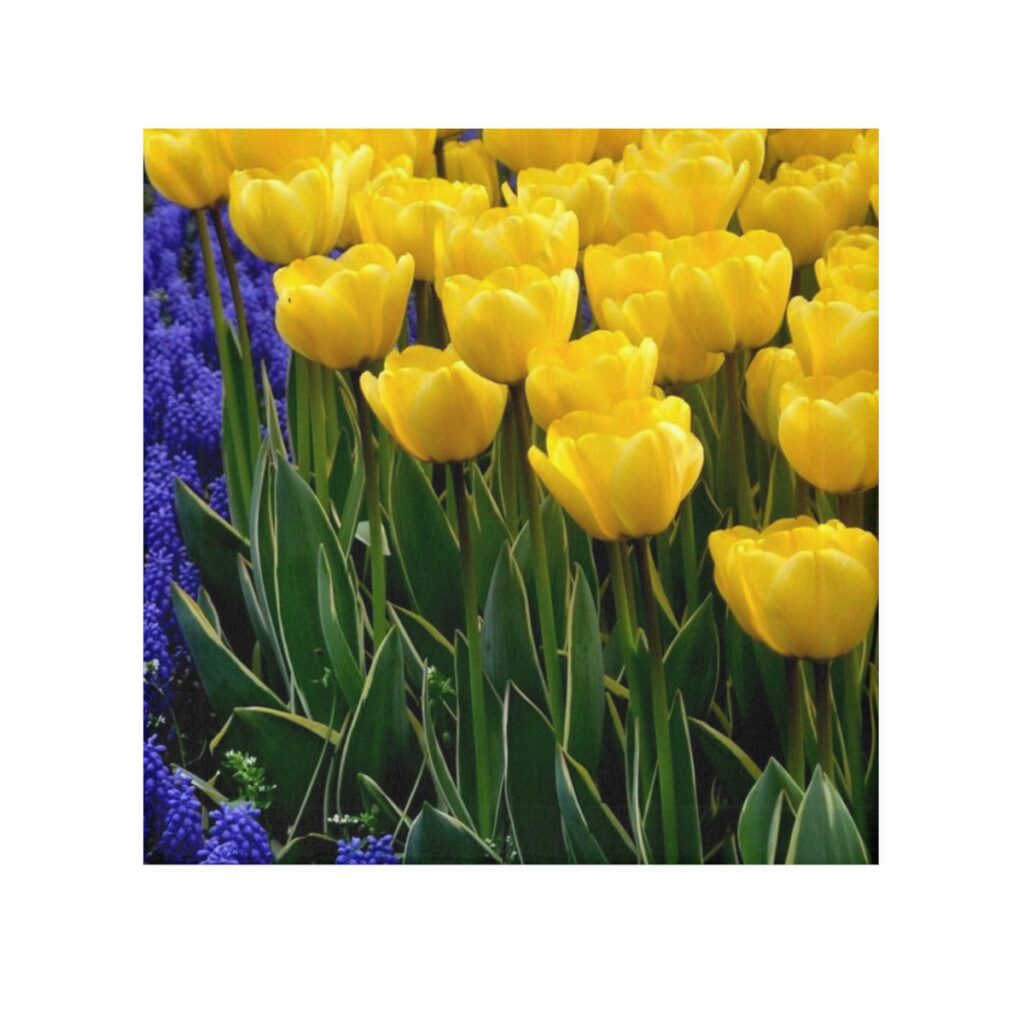 face towel “Blue-yellow tulips”